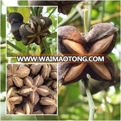 VOLUBILIS SEED/ INCHI PEANUT/ SACHA INCHI FRUIT SEEDS