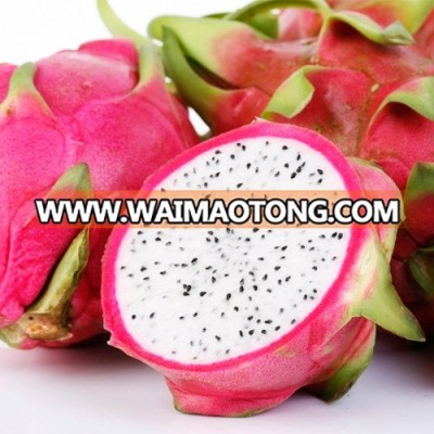 fresh dragon fruit/ white dragon fruit with best price in Vietnam (whatsapp: 84 911 585 628 )