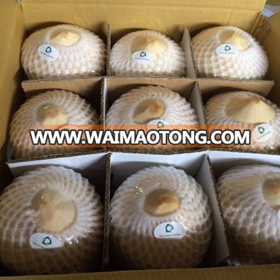 fresh young coconut/ coconut cutting machine/coconut water with high quality ( whatsapp: +84 911 585 628 )