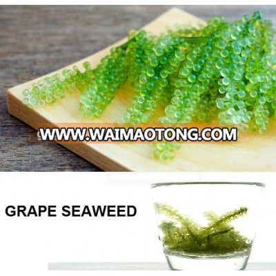 Caulerpa lentillifera/ Fresh grape seaweed/ Lato seaweed