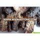 Noni dried/dried noni fruit/noni from Viet nam (whatsapp:84 911 585 628)